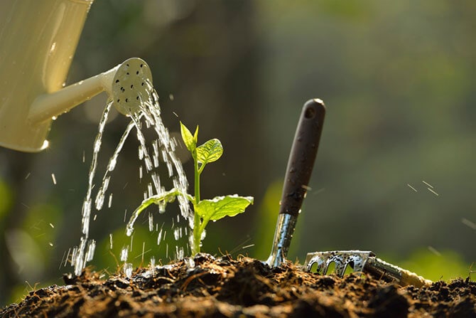 Watering soil often is key to keeping it healthy